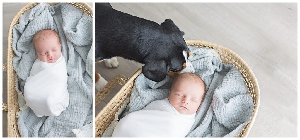 baby boy with dog kissing him in basket