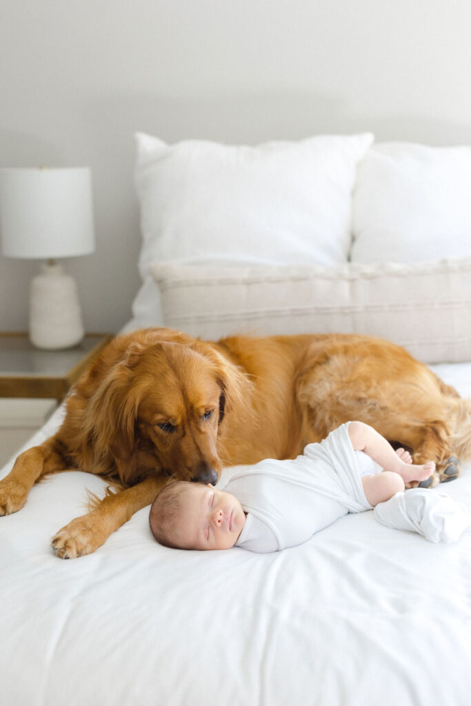 A golden retriever laying on a bed kisses the ear of a sleeping newborn baby taken by a Philadelphia lifestyle newborn photographer