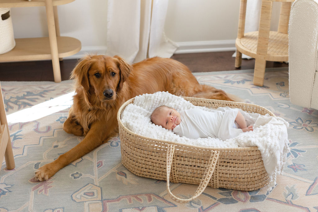 A golden retriever lays on the floor of a nursery with a newborn baby in a basket with eyes open for a Philadelphia lifestyle newborn photographer